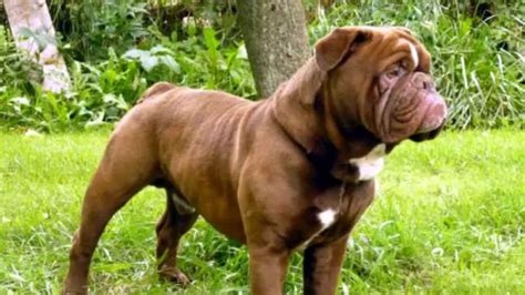 hermes bulldogge|oldest english bulldog on record.